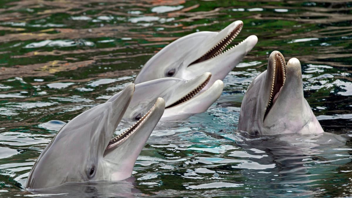 Urosdelfiinit muodostavat elinikäisiä ryhmiä ja auttavat toisiaan löytämään  kumppanin, kertoo tuore tutkimus