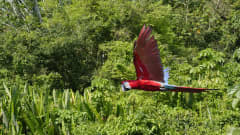 Papukaija lentää Amazonin sademetsässä.