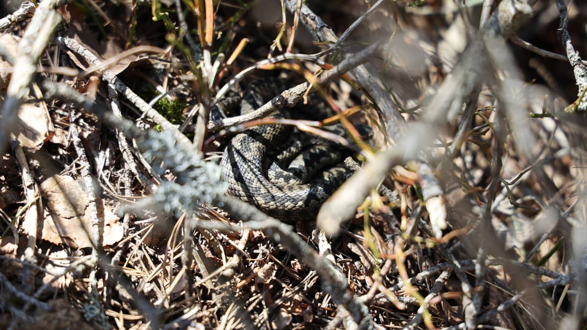 Kyykäärme metsässä Haminassa.