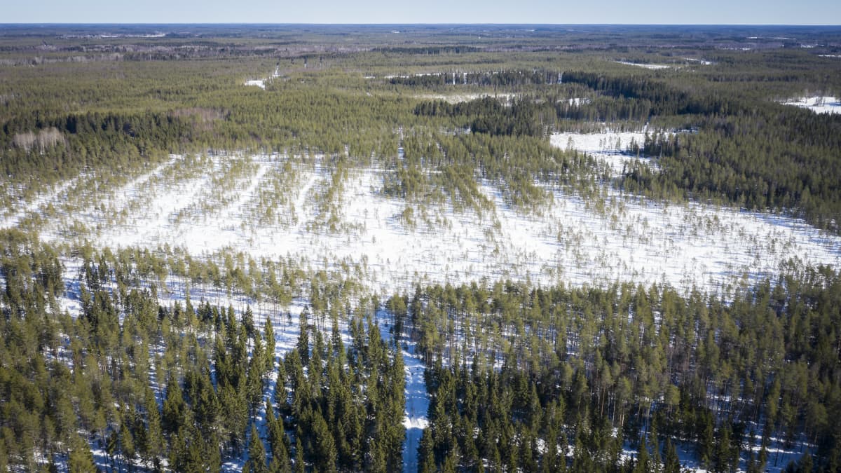 Ilmakuva metsästä. 