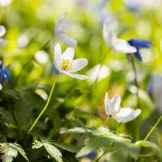 Wood anemones in the sunshine. 