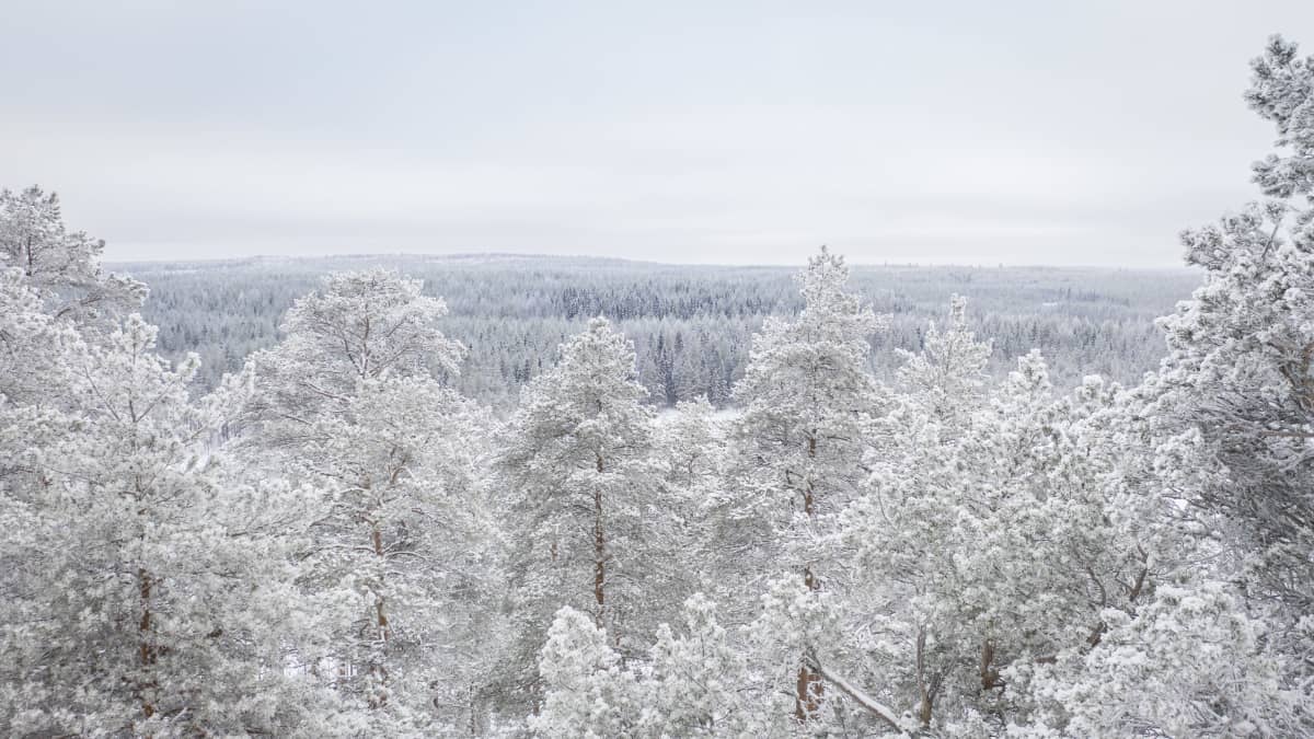 Luminen metsämaisema kuvattuna puidenlatvojen tasalta.