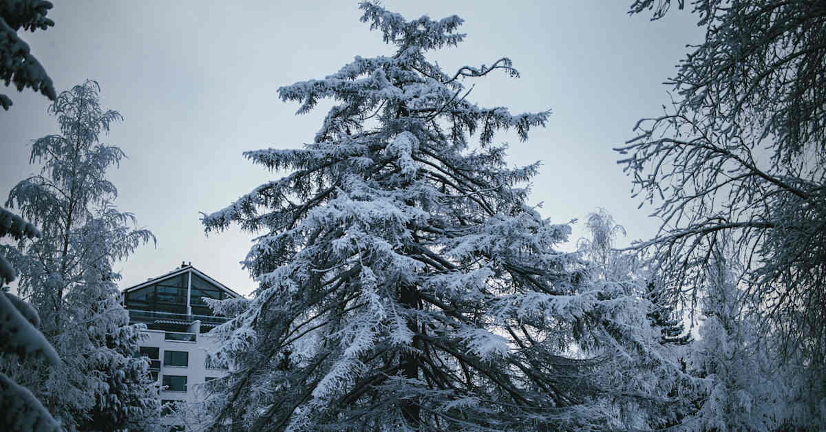 Et ole vain kuvitellut: puut ovat olleet tänä talvena harvinaisen kauniin huurteen peitossa