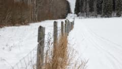 Suomen ja Venäjän raja-aitaa Nuijamaalla. Valtioiden välissä on muutaman metrin levyinen paljaaksi hakattu kaistale.