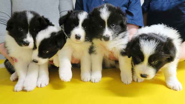 sirutettu pentue bordercollieita