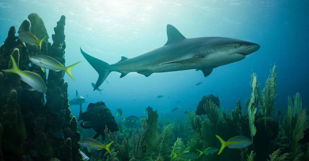 Kuuba pyrkii pelastamaan dinosaurusten aikaisen kalan – uhanalainen laji vaarassa