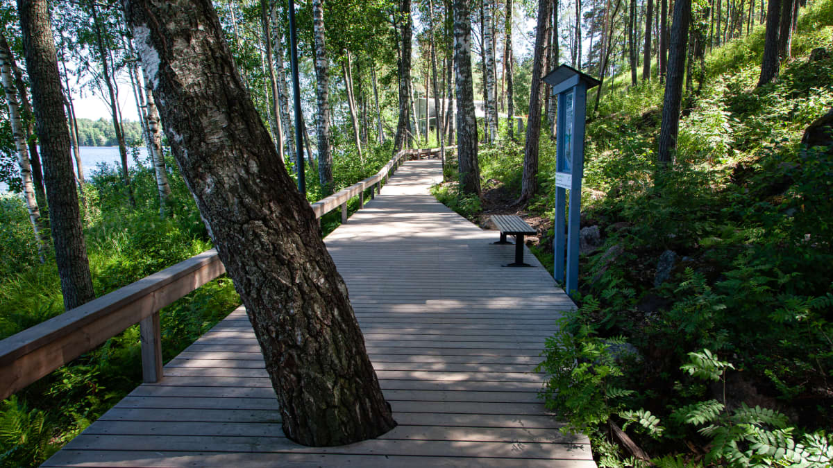 Lappeenrannan rantaraitin metsäinen osuus.