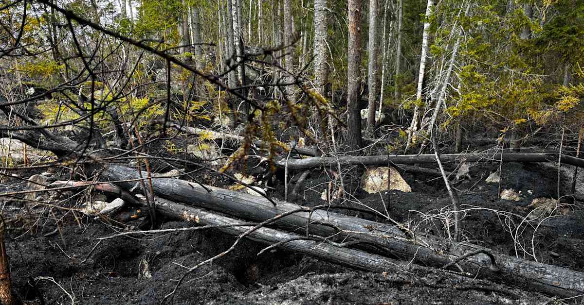 Vaasan laaja maastopalo oli haastava sammutettava – kymmenen pelastusyksikköä taisteli paloa vastaan läpi yön