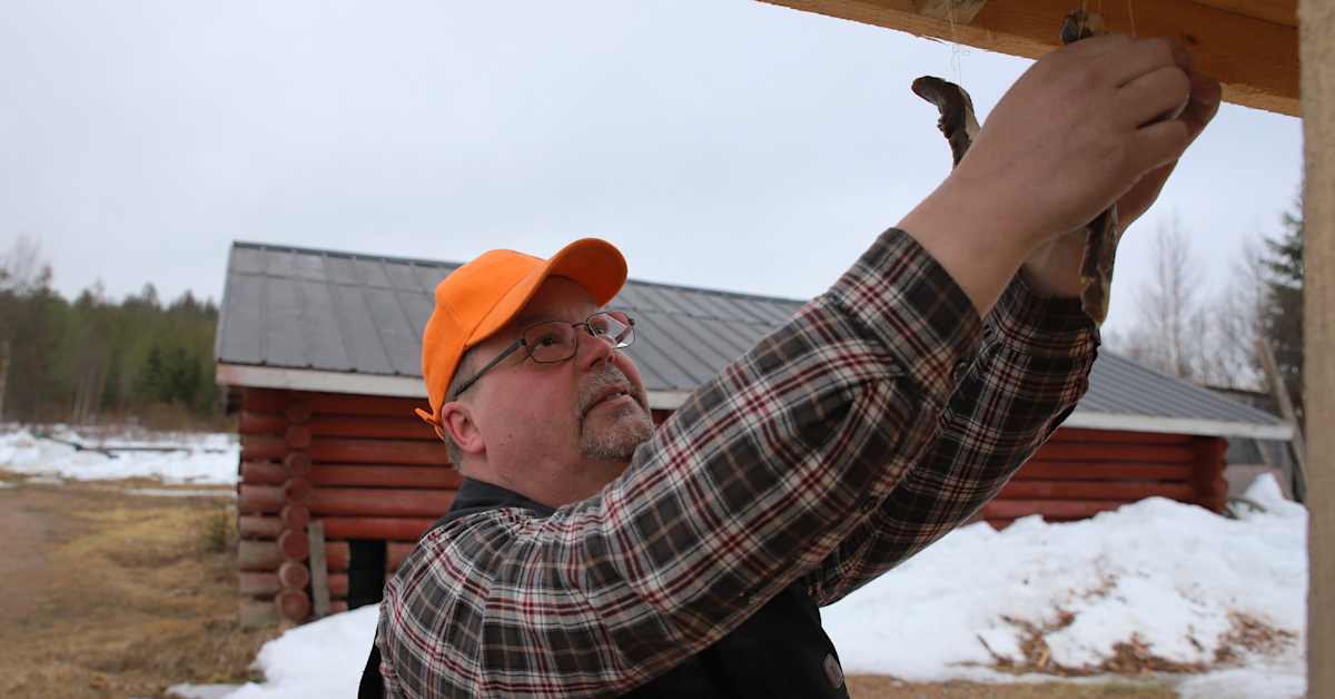 Aikainen kevät ei ole pilannut Lapin perinneruoan valmistamista: kuivaliha onnistuu kosteassakin säässä