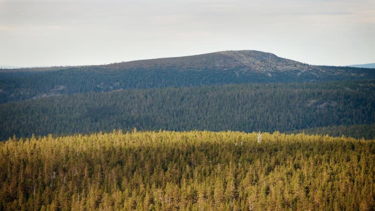 Värriön luonnonpuisto ja Venäjän raja.