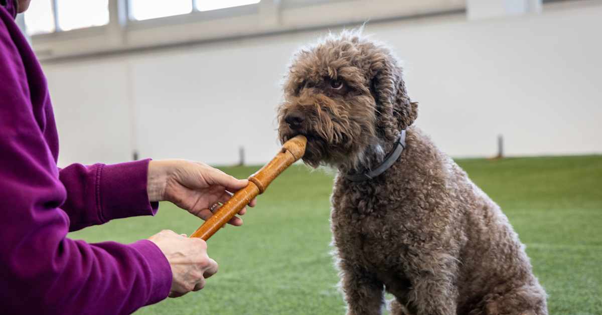 Savolaiskoira oppi vahingossa soittamaan nokkahuilua – kuuntele, kuinka kajahtaa ”Ostakaa makkaraa”