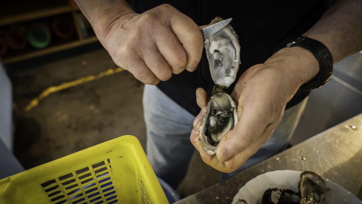 Ravintolatyöntekijä avaa osterin Capucinen kauppahallissa Bordeaux'ssa.