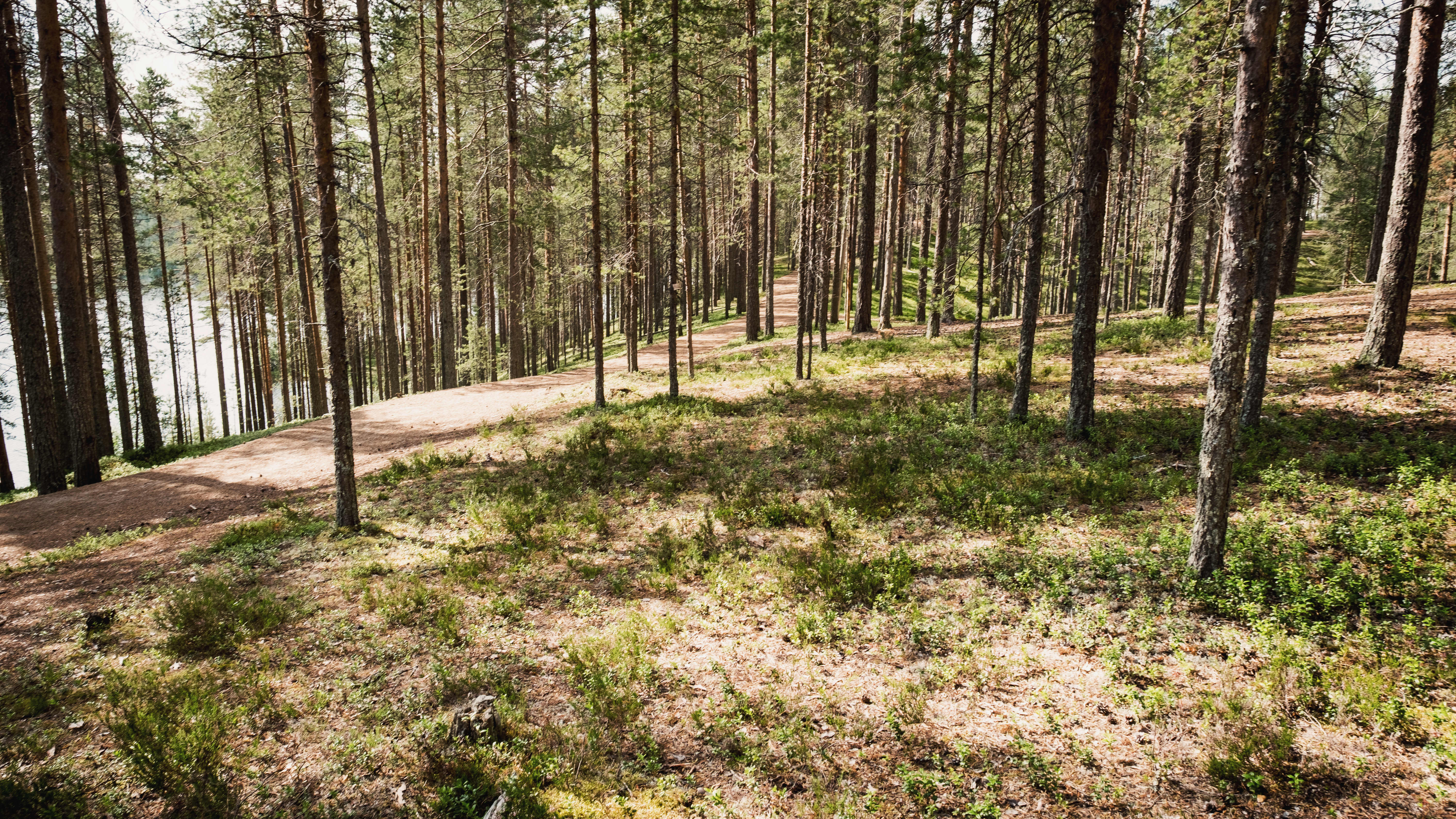 Mäntyjä harjun laella, polku mäntyjen välissä, taustalla järvi, Suomussalmen Soivassa Metsässä.