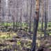 Metsäpaloaluetta vuosi palon jälkeen Muhoksella.
