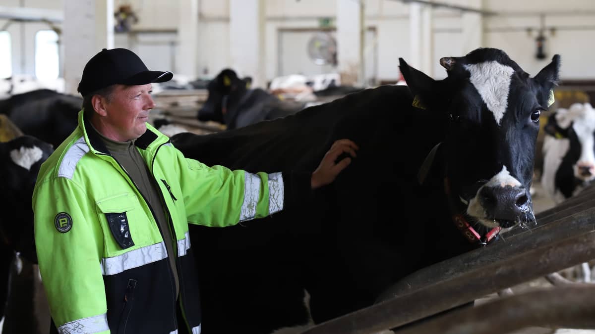 Maatilan isäntä silittää mustavalkoista lehmää pihattonavetassa.