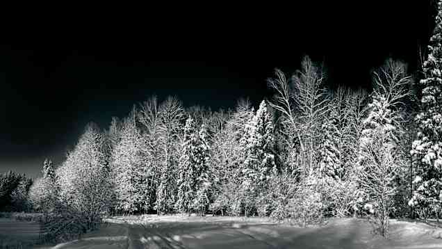 Snötäckta barrträd en kall vinternatt.