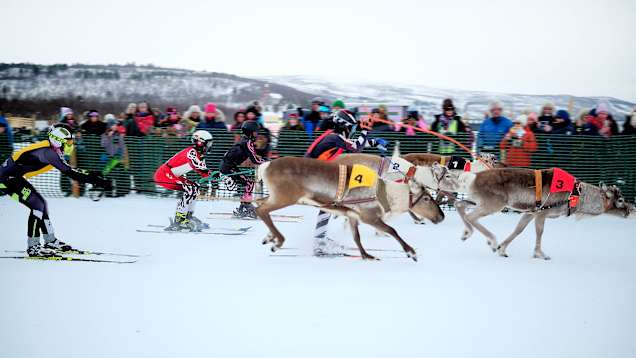 Porokilpailijat ja porot värillisissä liiveissä järven jäällä. Taustalla yleisöä.