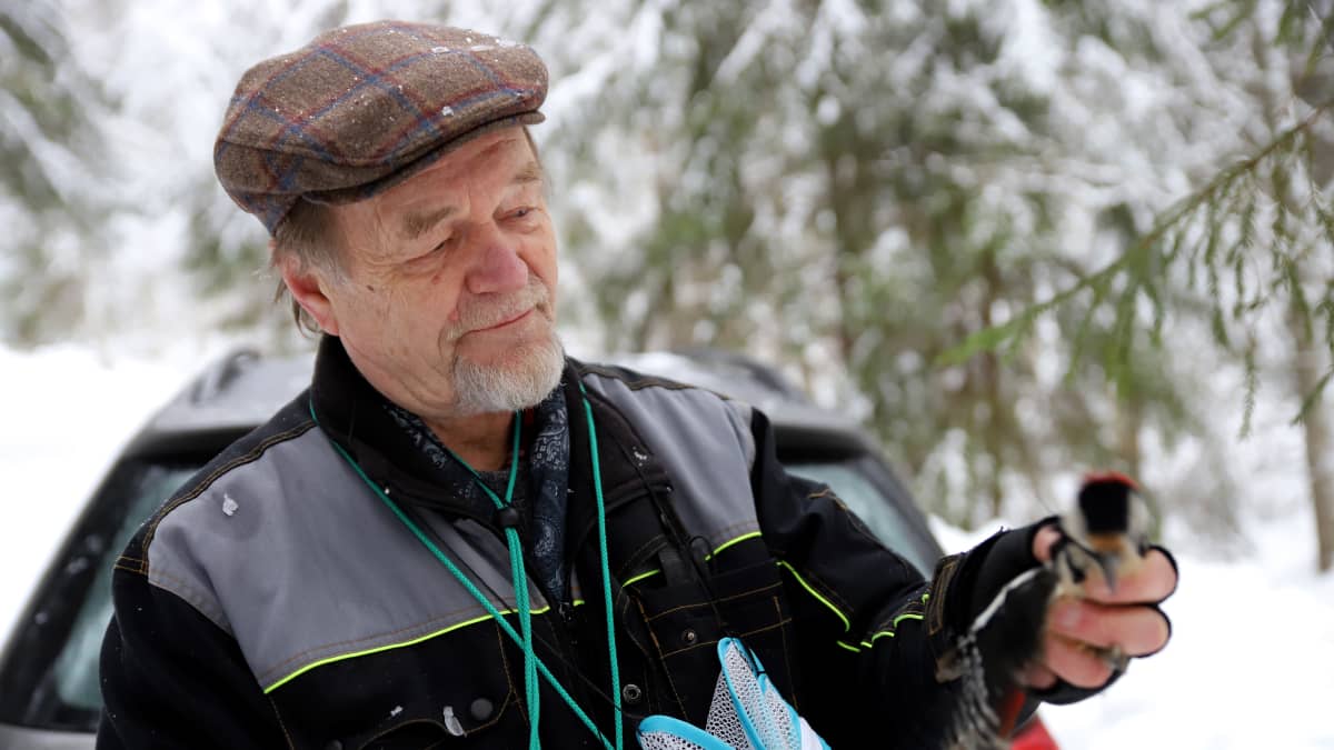 Lintujen rengastaja Heikki Kolunen pitää käpytikkaa kourassaan talvisessa metsässä Asikkalan Salonsaaressa.