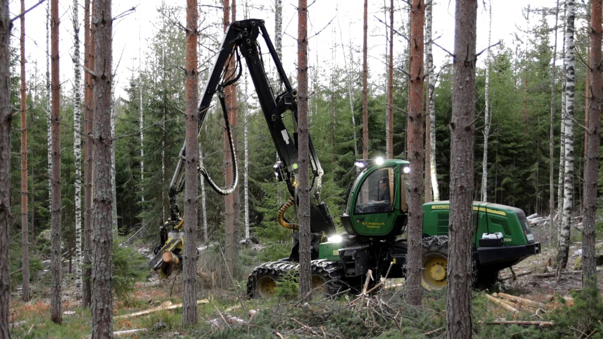 Metsätyökone metsässä