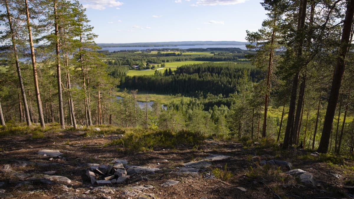 Metsä- ja järvimaisemaa Naapurinvaaralta
