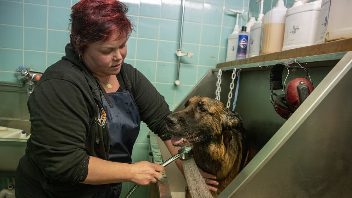 Minna Koso suihkuttelee saksanpaimenkoiraa pesuhuoneessa. Koira on laitettu teräksiseen pesualtaaseen.