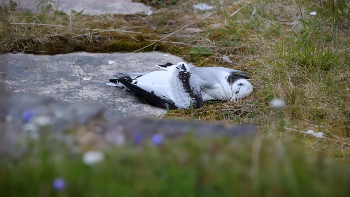 Kuollut lintu makaa kiven päällä Norjan Vesisaaressa, jossa lintuinfluenssa leviää.