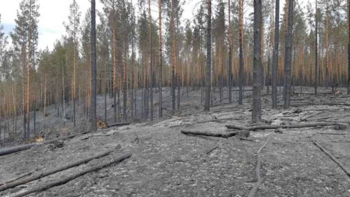 Mäntymetsässä on poltettu aluskasvillisuutta.