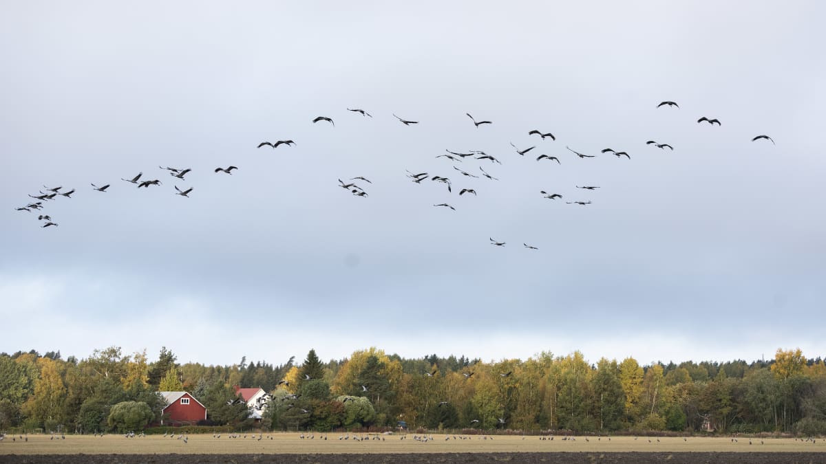 Kurkia Vaasan Söderfjärdenillä. Kurjet kerääntyvät syksyisin tänne ennen kuin lentävät etelään.