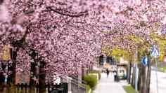 Photo shows cherry blossom trees in Espoo.