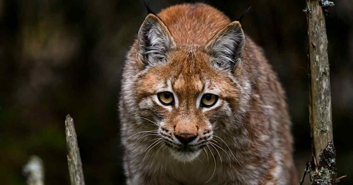 Finland Lynx Population & Hunting Law Changes