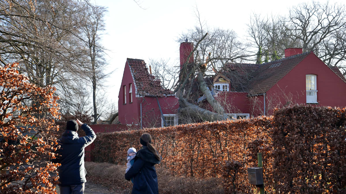 Här har ett bostadshus i Charlottenlund, norr om Köpenhamn, skadats svårt då det träffats av ett fallande träd. 