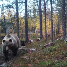 Viisi karhua marssii peräkkäin kohti kameraa ruskaisessa maastossa.