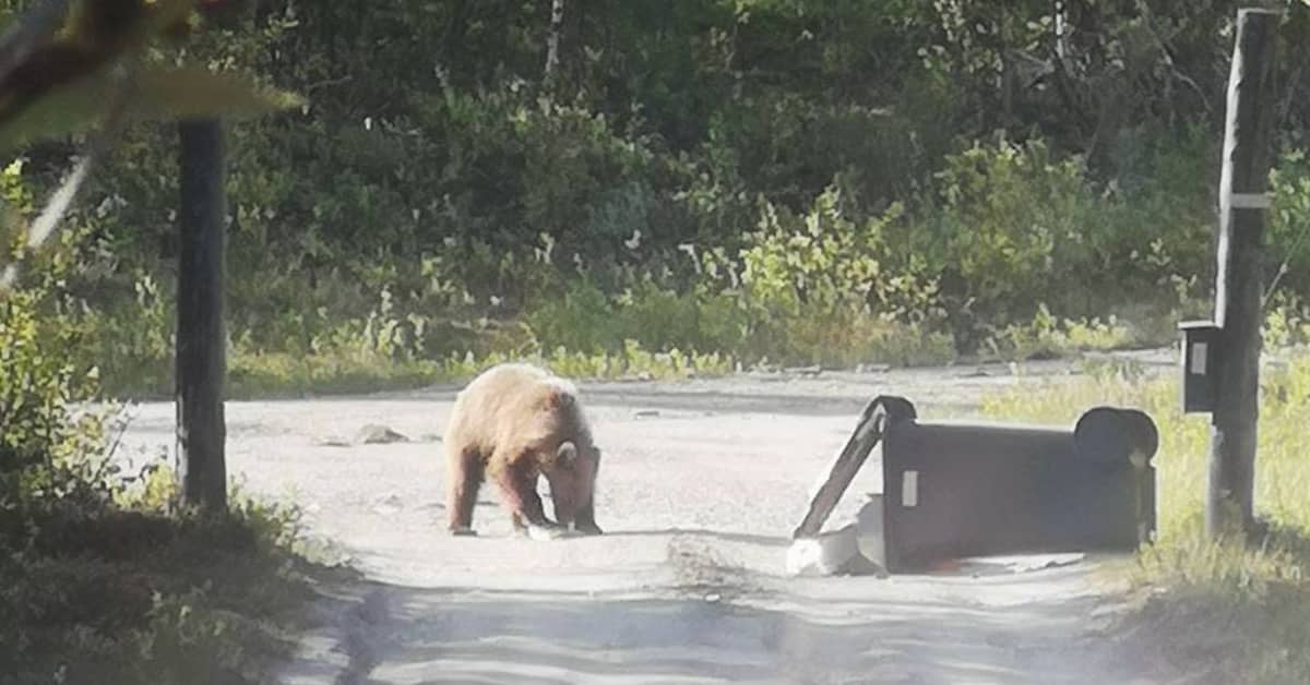 Roskiksia dyykkaavat kyläkarhut riesana Pohjois-Norjassa – pikkukylä ...