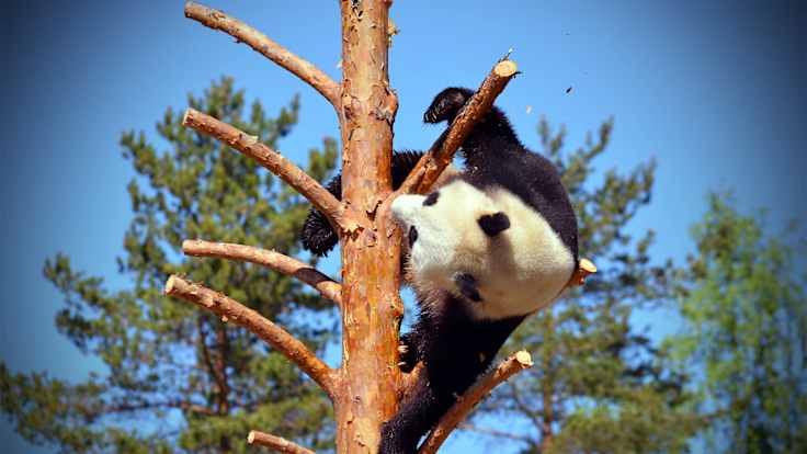 Pyry kiiparoi mielellään puussa ja muutenkin sen leikit ovat rajumpia kuin Lumin. Kuva toukokuulta 2018.