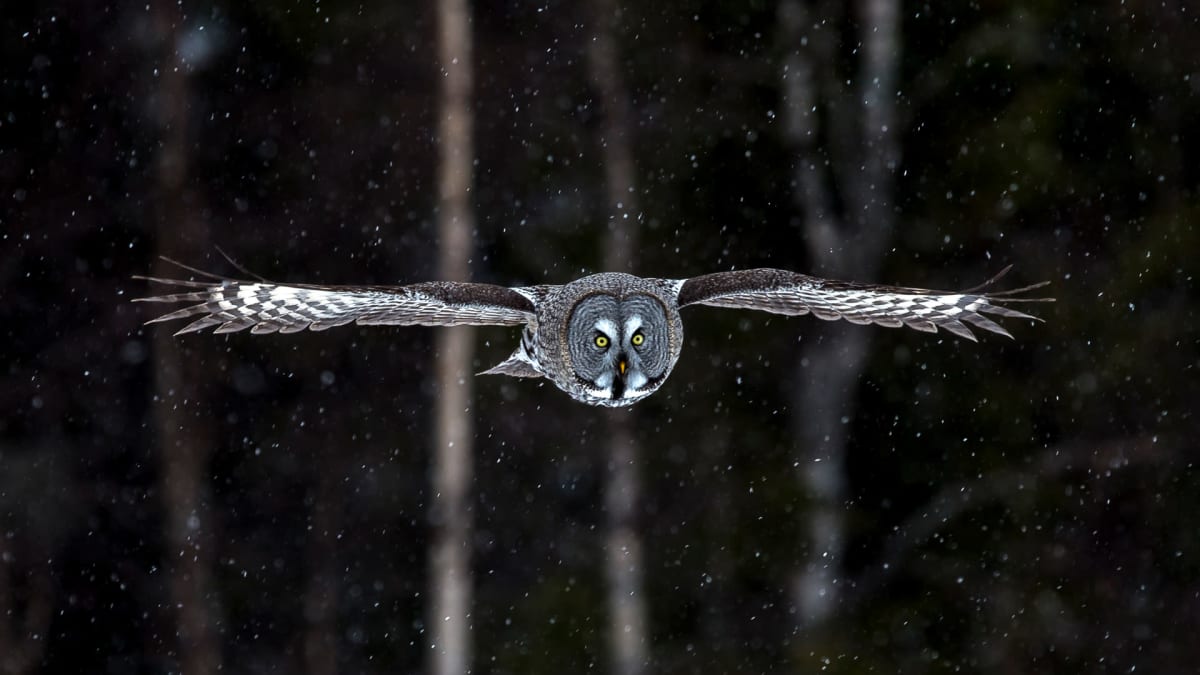 WWF:n suora lähetys seuraa nyt lapinpöllön pesintää Keminmaassa | Yle  Uutiset