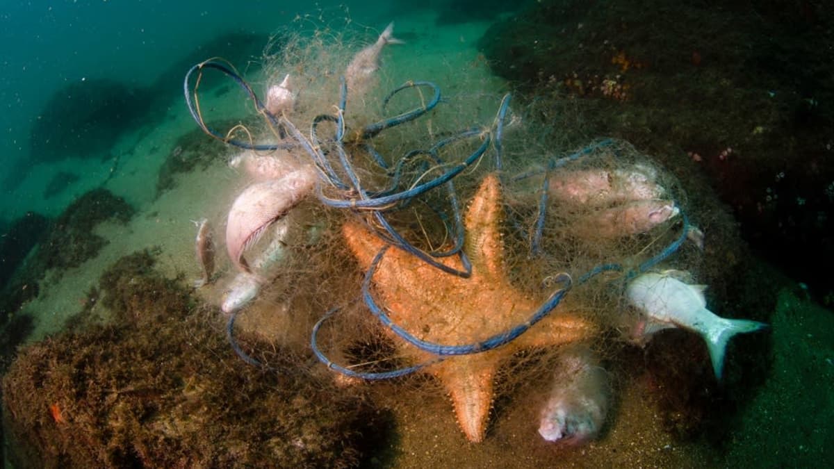 Kuollut meritähti ja kuolleita kaloja verkkoon kietoutuneina merenpohjassa. 