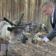 Maa- ja metsätalousministeri Antti Kurvinen syöttää jäkälää porolle Sieriporon porotilalla Rovaniemellä.