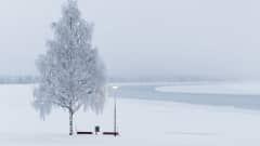 Huurteinen koivu ja penkki, taustalla keskeltä sula Kemijoki.