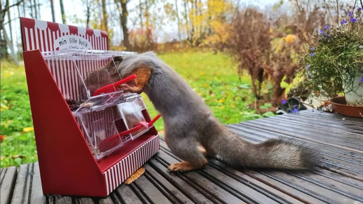Orava työntää päänsä herkkulokeroon, joka on punaraitaisessa rasiassa ulkoterassilla.