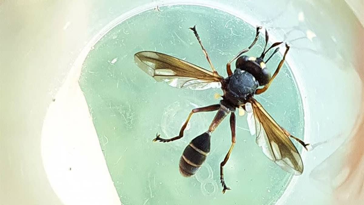 Imatralta löytyi Suomessa aiemmin tuntematon hyönteinen –  sievänaamiokärpänen muistuttaa ampiaista | Yle Uutiset
