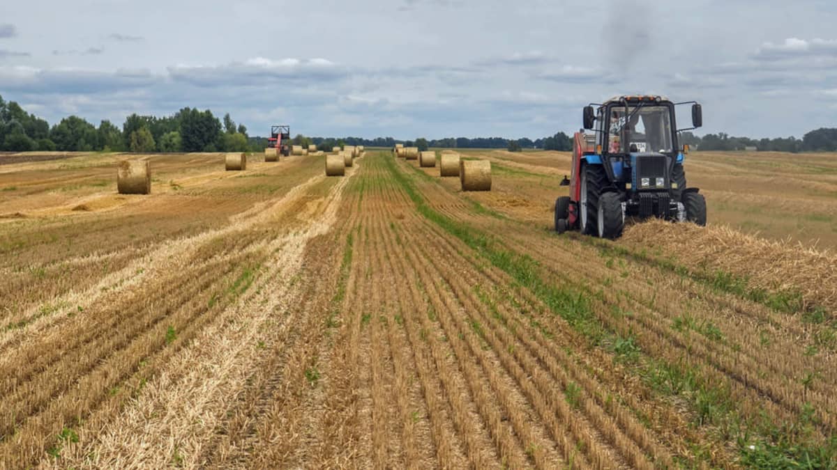 Traktori ja leikkuupuimuri korjaamassa vehnäsatoa pellolta. 