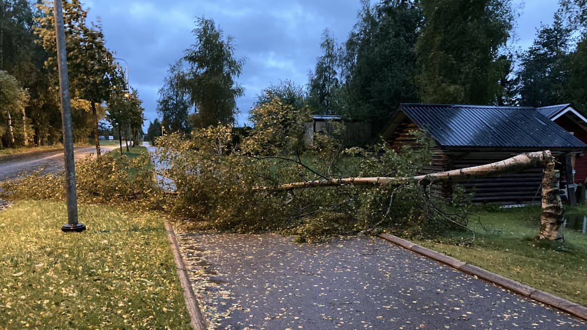 Aila-myrskyn kevyen liikenteen väylälle kaatama puu Kokkolassa.