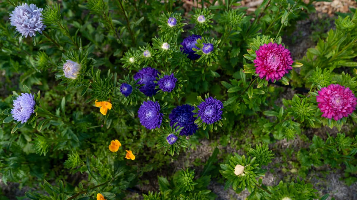 Siuntiossa sijaitsevan Monosen puutarhan (Monosilla Garden, kukkatarhuri Sannaliina Mononen) Slow Flowers -filosofialla kasvatettuja avomaan leikkokukkia, 9.8.2022.