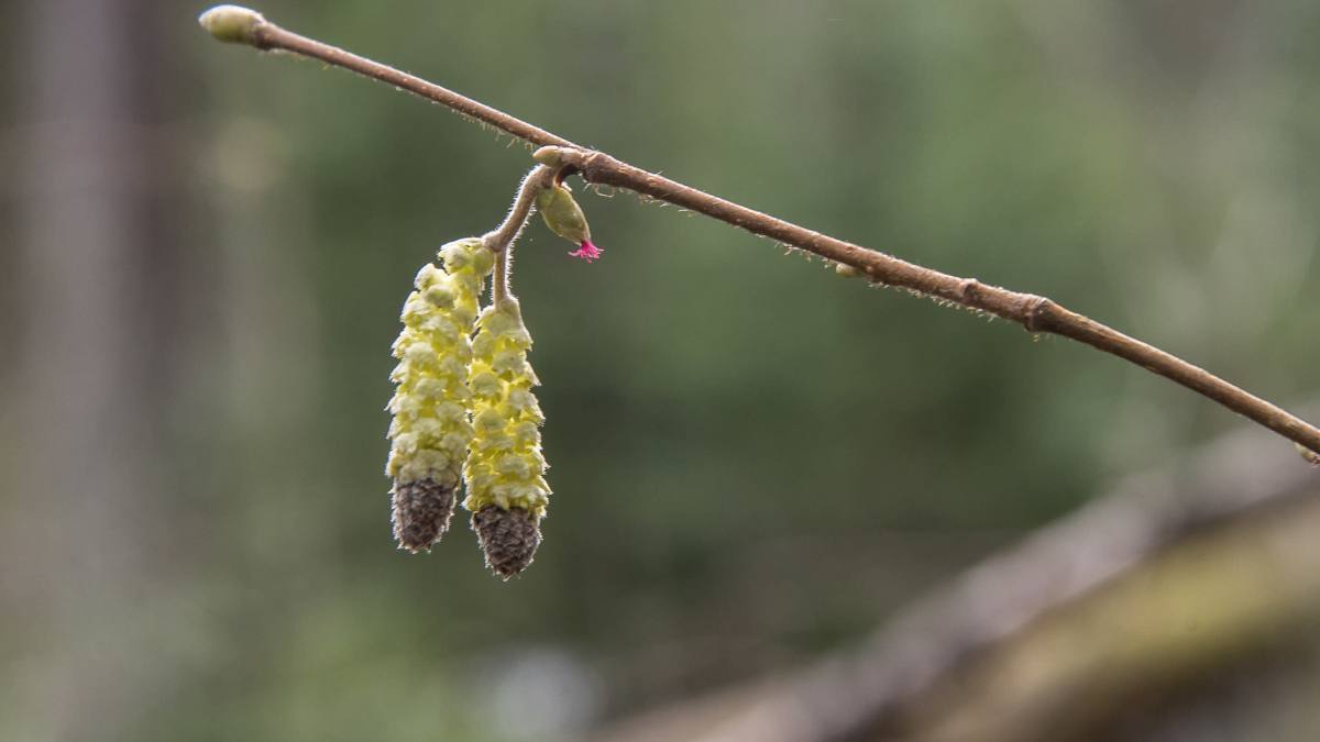 Pähkinäpensas