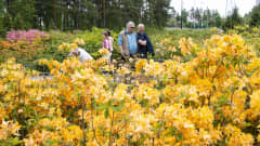Vain kahdessa maassa aiemmin tavattu pehmeälehtisiä alppiruusuja syövä pistiäinen löydetty Helsingistä