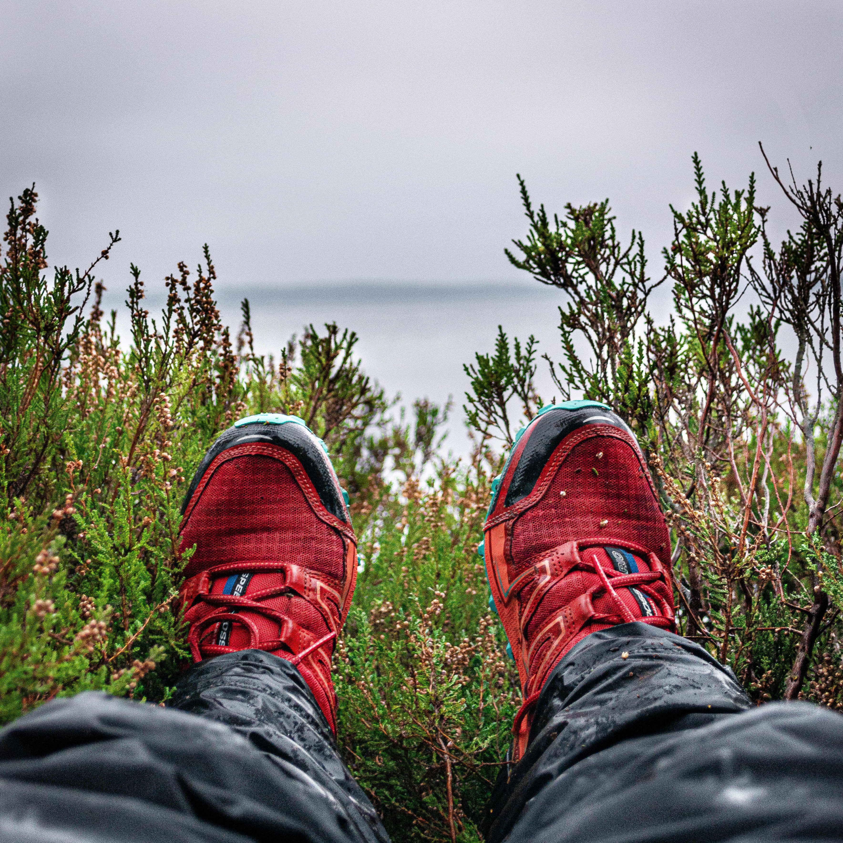 Perspektivet då du ligger under ett träd och tittar på skorna. Ljung och havet i bakgrunden.