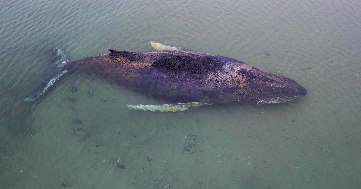 Whale Freed After Days Stranded on German Baltic Coast