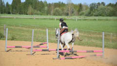 Ratsastaja hyppää matalia esteitä valkoisen hevosen selässä hiekkakentällä.