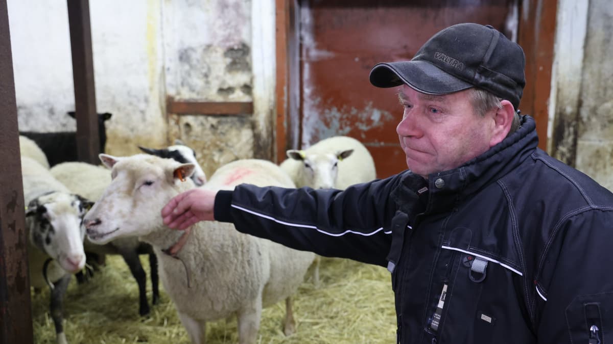 Lammasfarmari Esko Hirvonen silittää kämmenselkämyksellään valkoista lammasta lampolassaan. Lampaan jalkojen alla on heinää, taustalla navetan kiviseinä.