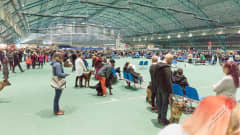 Kuva kansainvälisestä koiranäyttelystä Botniahallissa keväällä 2022.